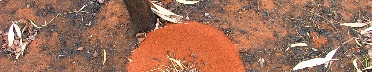 antholeafterfiresandfire